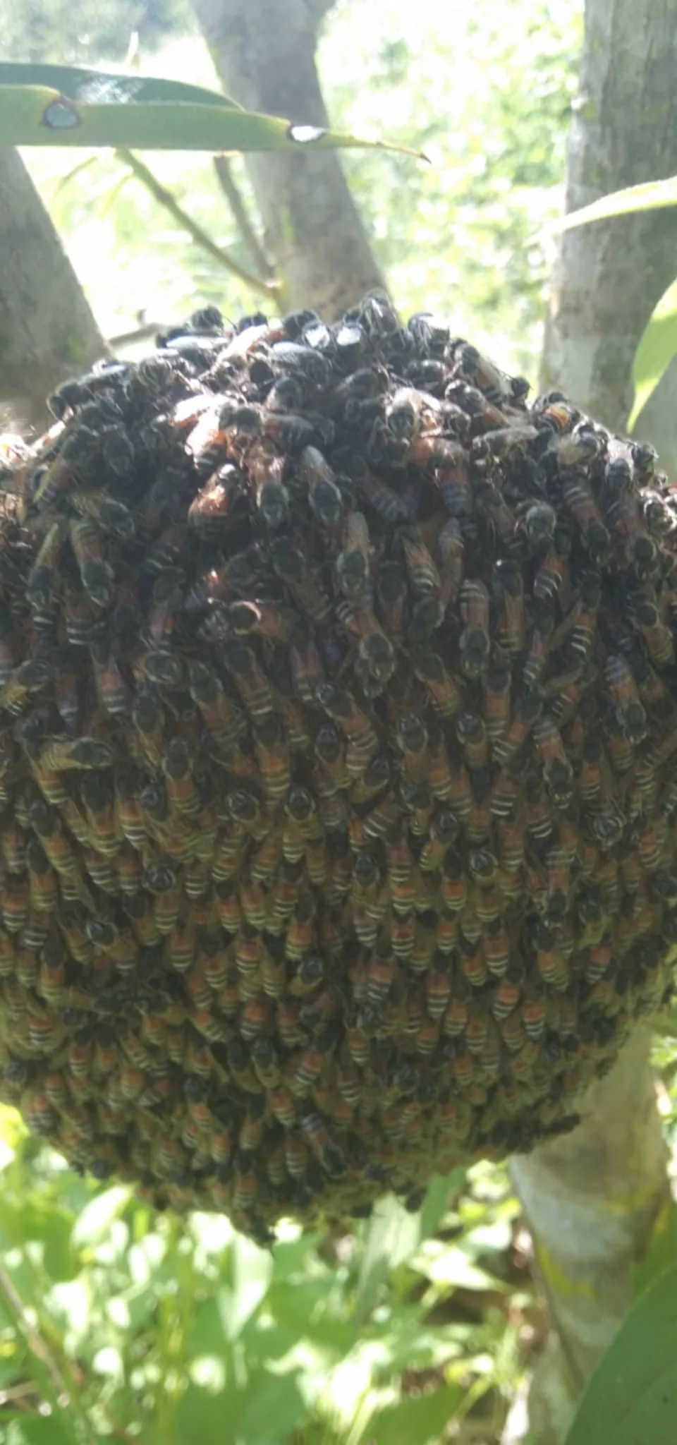 Homeless bee colony cluster hanging exposed on tree branch in Thailand jungle