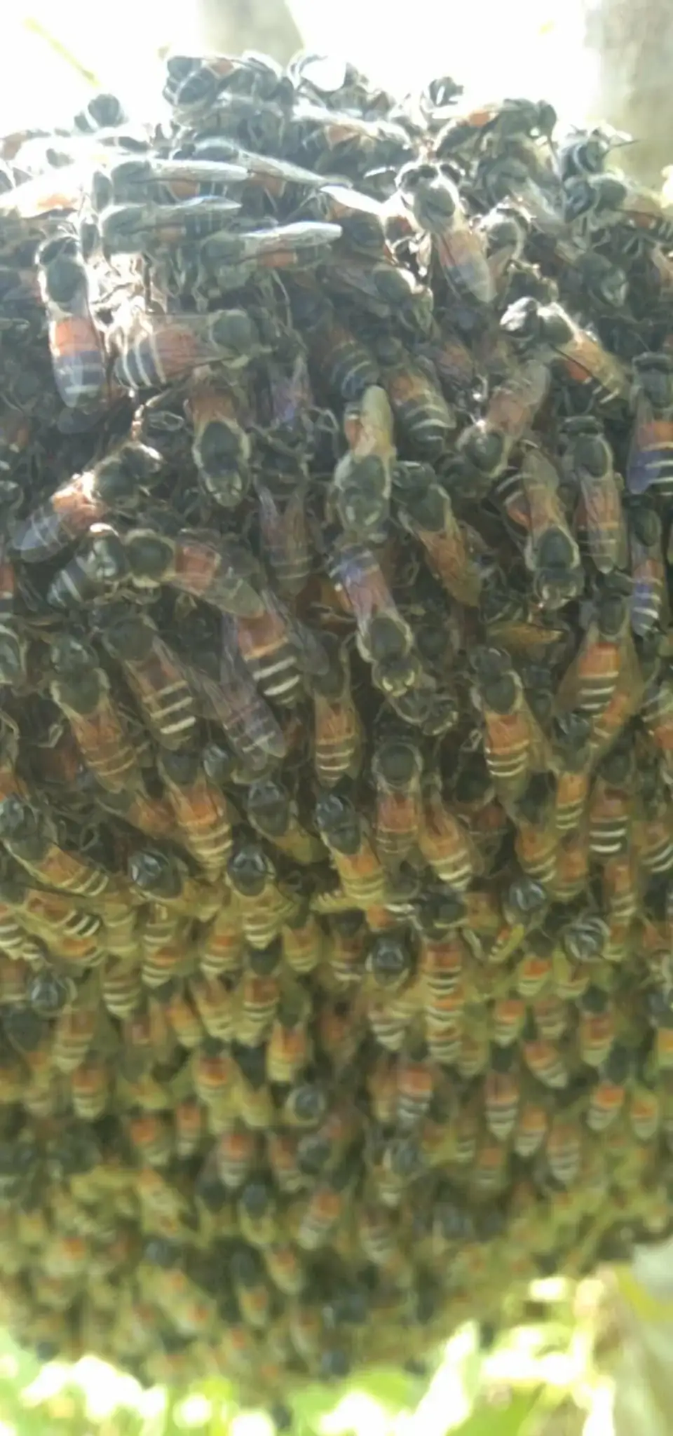 Close-up of exposed wild bee colony in the jungle
