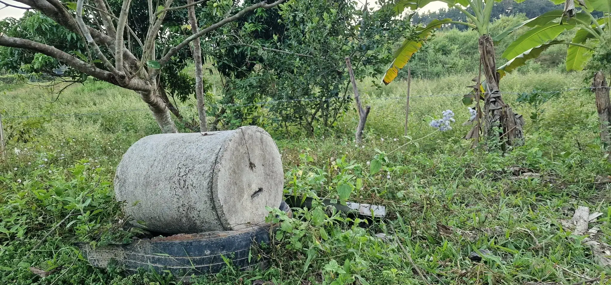 Bee house placed among fruit trees on Thai farm