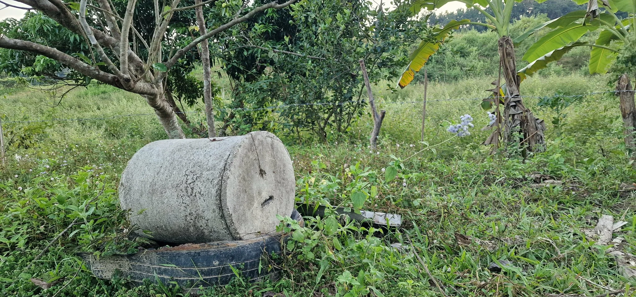 Bee house placed among fruit trees on Thai farm