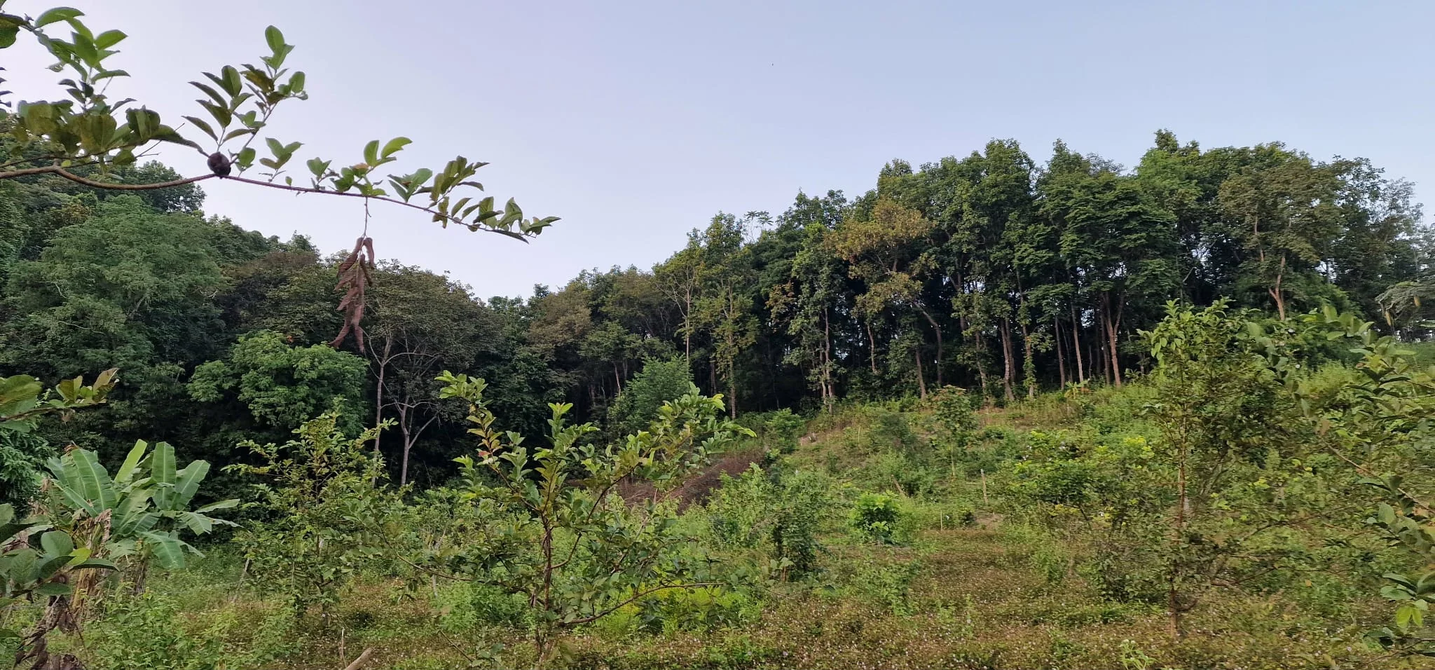 Beautiful jungle landscape of the bee farm in rural Thailand