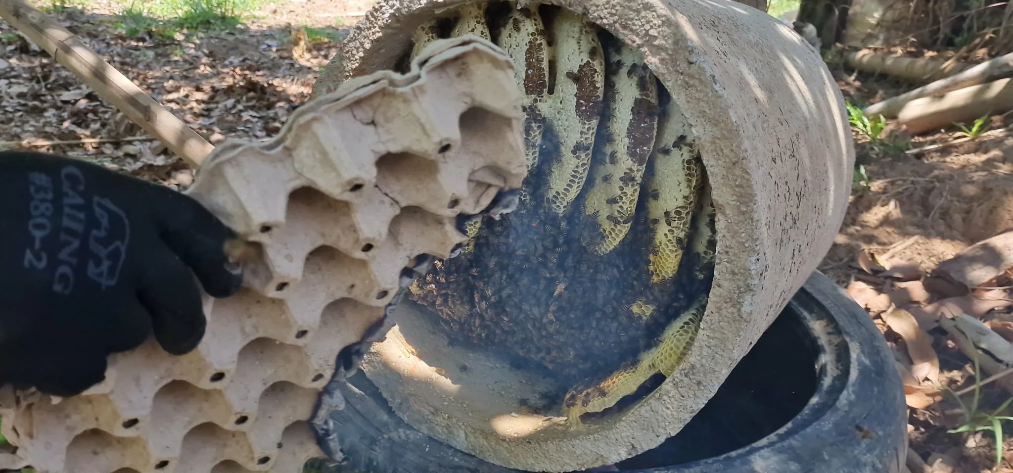 Fresh honeycomb being harvested in Thailand